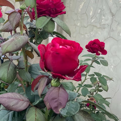La Rose des 4 Vents