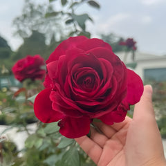 La Rose des 4 Vents