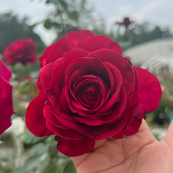 Moab Rose: Desert-Inspired Brown-Cream Rose | Rosaprima® – Rose_Explosion