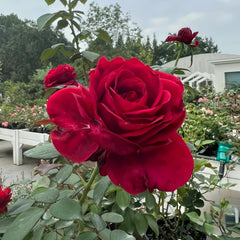 La Rose des 4 Vents