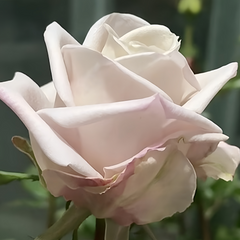 La Vida Loca Rose Plant