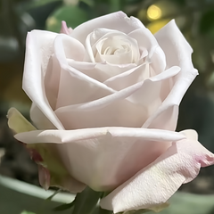 La Vida Loca Rose Plant