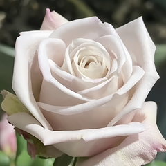 La Vida Loca Rose Plant