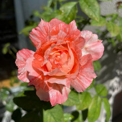 La Zebra patience Rose Plant