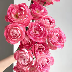 Lady Candle Rose Plant
