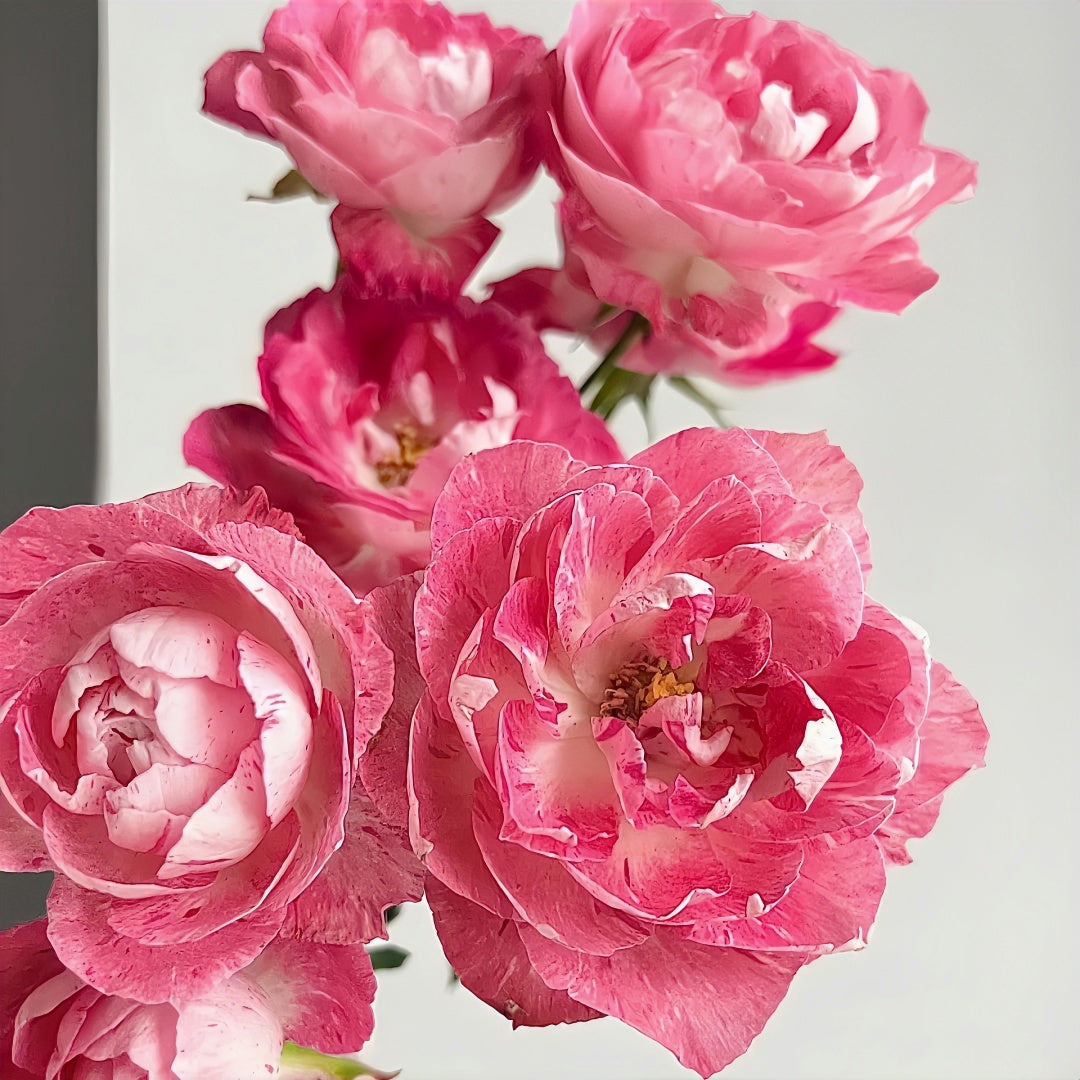 Lady Blake Roses Lady Candle Rose Plant|雪花肥牛 – Rose_Explosion