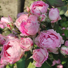 Lady Candle Rose Plant