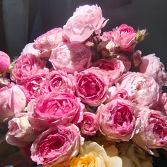 Lady Candle Rose Plant