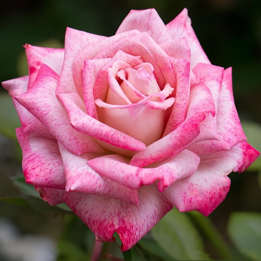 Lady Blake Roses Lady Candle Rose Plant|雪花肥牛 – Rose_Explosion