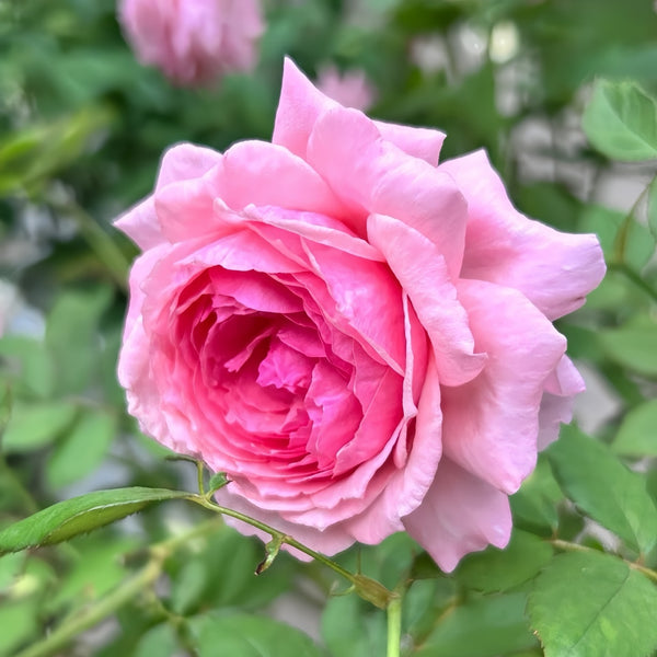 Lady Heirloom Rose Plant|女人的遗产