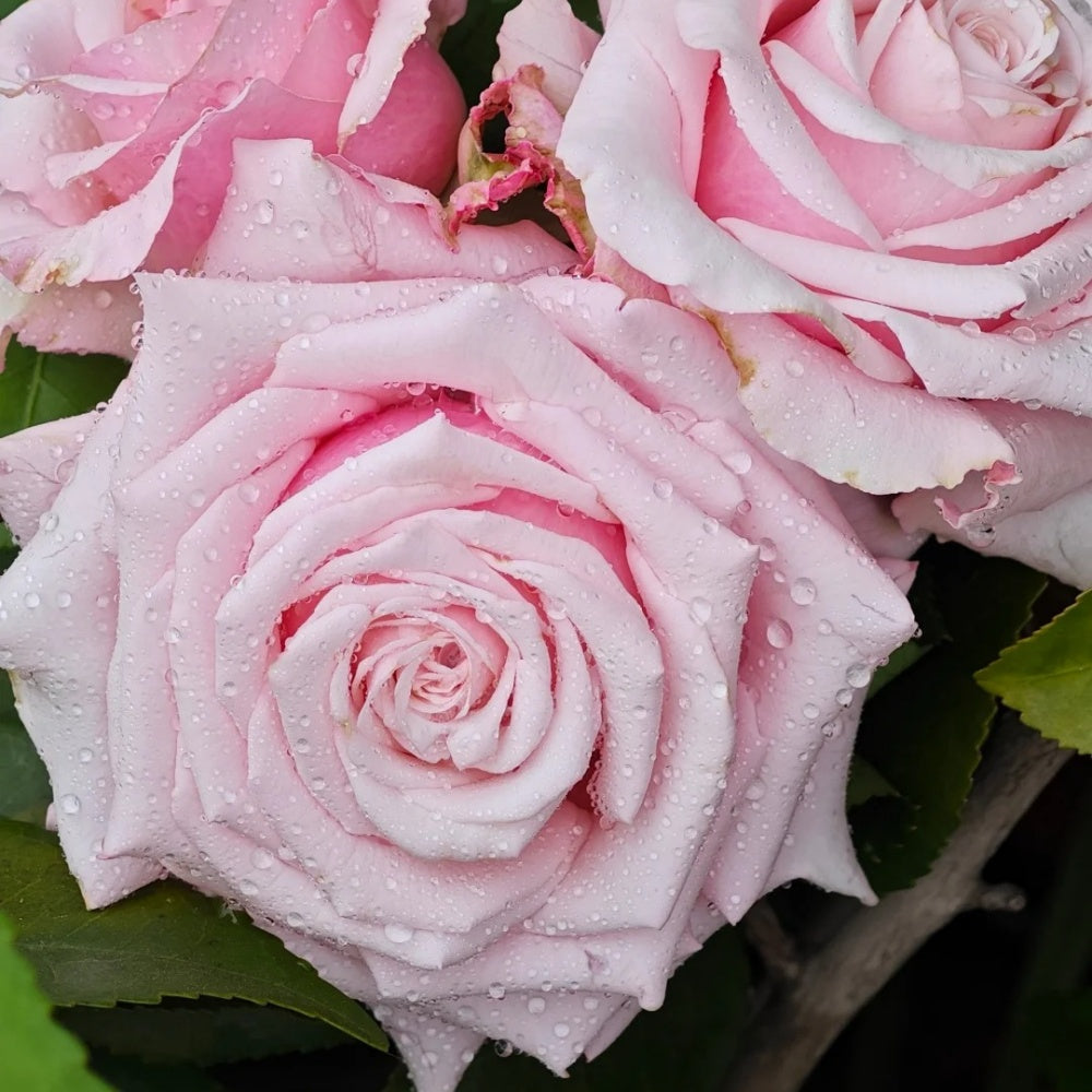 Roses By Raphael Lady Raphaela Rose Plant|珍珠项链 – Rose_Explosion