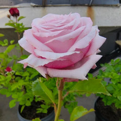 Lady Raphaela Rose Plant