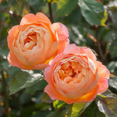 Lady Emma Hamilton Rose – Vibrant Orange Blooms