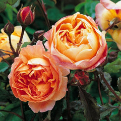 Lady Emma Hamilton Rose – Vibrant Orange Blooms