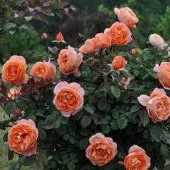 Lady Emma Hamilton Rose – Vibrant Orange Blooms