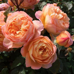 Lady Emma Hamilton Rose – Vibrant Orange Blooms