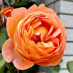 Lady Emma Hamilton Rose – Vibrant Orange Blooms