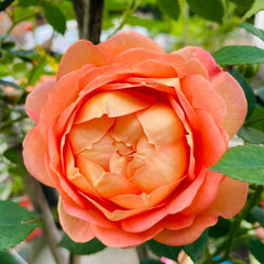 Lady of Shalott Rose Plant - Floribunda Austin Roses