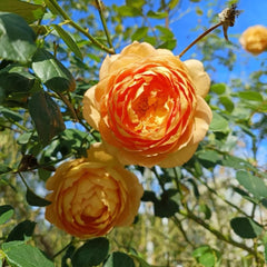 Lady of Shalott Rose Plant - Floribunda Austin Roses