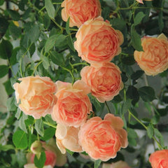 Lady of Shalott Rose Plant - Floribunda Austin Roses