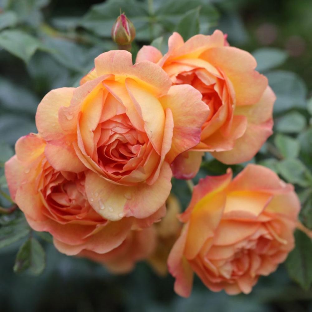 Lady Of Shalott Rose Plant Floribunda Austin Roses Rose Explosion lady-of-shalott-rose-plant-floribunda-austin-roses-rose-explosion
