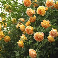 Lady of Shalott Rose Plant - Floribunda Austin Roses