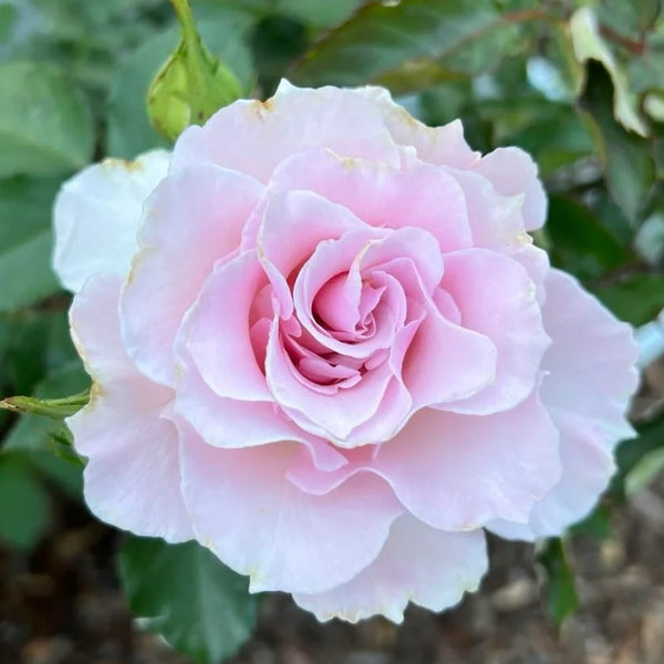 La mariee Rose Plant