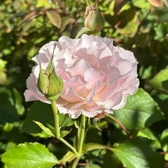 La mariee Rose Plant