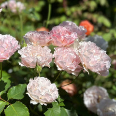 La mariee Rose Plant