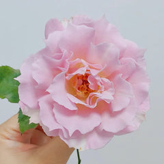 La mariee Rose Plant