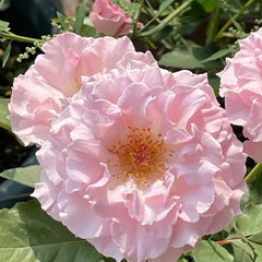 La mariee Rose Plant