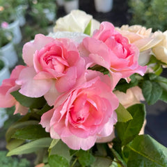 Lanshan Rose plant|阑珊