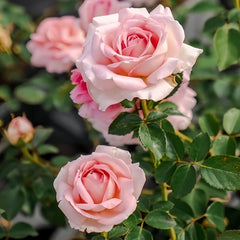 Lanshan Rose plant|阑珊