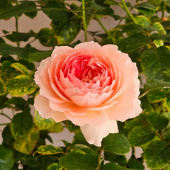 Lanshan Rose plant|阑珊
