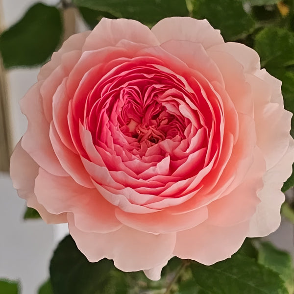 Lanshan Rose plant|阑珊
