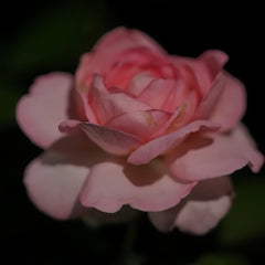 Lanshan Rose plant|阑珊
