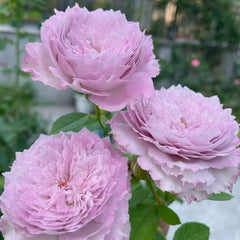 Lansiqiu Rose Plant