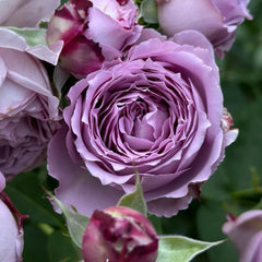 Lansiqiu Rose Plant