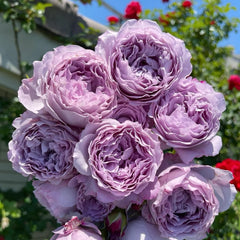 Lansiqiu Rose Plant