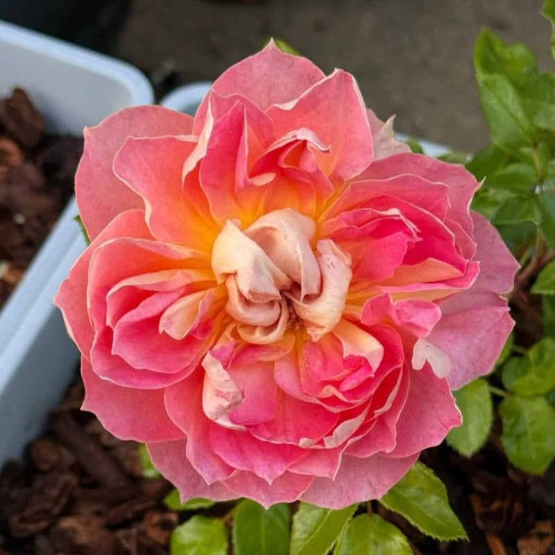 Beautiful Pink Pumpkin Lantern Rose Plant for Your Garden