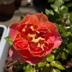 Beautiful Pink Pumpkin Lantern Rose Plant for Your Garden