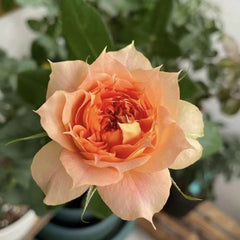 Beautiful Pink Pumpkin Lantern Rose Plant for Your Garden