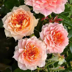 Beautiful Pink Pumpkin Lantern Rose Plant for Your Garden