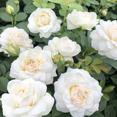 Stunning Lapin Rose Plant for a Vibrant Rose Garden