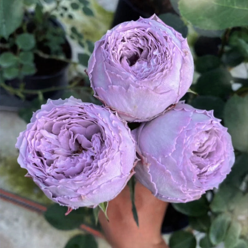 Lapis Lazuli Rose Plant