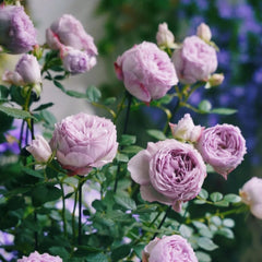 Lapis Lazuli Rose Plant