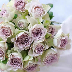 Elegant Lapis Veil Rose Plant for Your Beautiful Rose Garden