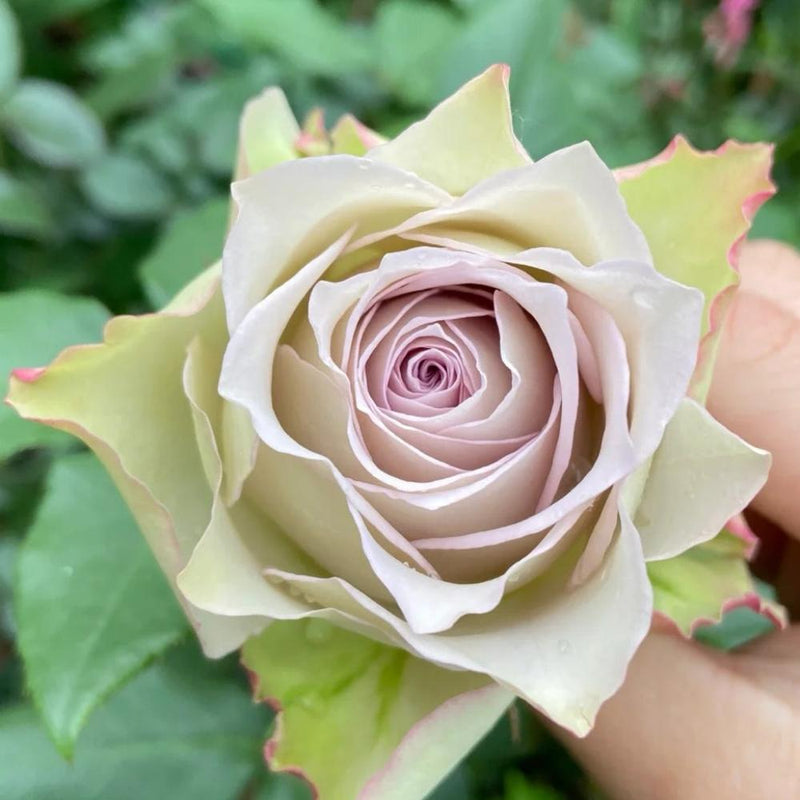 Elegant Lapis Veil Rose Plant for Your Beautiful Rose Garden