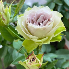 Elegant Lapis Veil Rose Plant for Your Beautiful Rose Garden