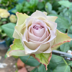 Elegant Lapis Veil Rose Plant for Your Beautiful Rose Garden